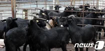 OOO 대신 먹는다더니..흑염소, 한우보다 비싸졌다