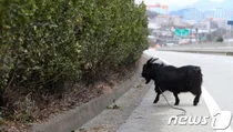 폭우 예보에도 다리 밑에 흑염소 매어둔 주인…동물학대 유죄