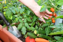 서울시, 도시농부 100만 시대 연다