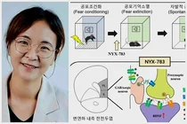 IBS 이보영박사, 외상후 스트레스 장애(PTSD) 치료기전 최초 규명