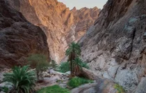 사우디 스마트시티 네옴, 1억 그루 나무심기 프로젝트 시동