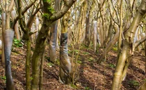 [스투/포커스] 전 세계 36개국에서 나무 면적 순증…“쾌적하고 푸른 도시 조성”