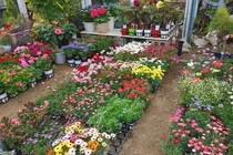 화훼 무역 수지 '적자'