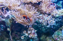 '바다의 건축가' 산호초가 사라진다[스투/리포트]