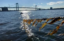 다시마 양식으로 수로 오염 줄이고 수질 개선한다고?