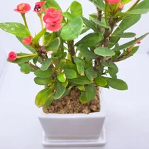 서울시, 이태원서 위로·치유돕는 반려식물 나눔행사