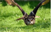 공기 센서로 생물 DNA 수집…“야생 동물 추적 혁명 일으킬 수도” [스투/리포트]