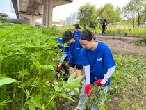 bhc그룹 해바라기 봉사단, 서울 청계천 유해식물 제거 활동 실시