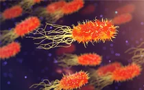 장내 미생물 감소, 서구화된 식생활 탓