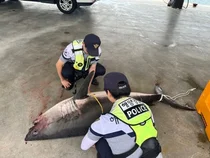 삼척 앞바다에 '식인 상어' 백상아리 출현