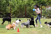 LG유플러스, 반려견 훈련소 ‘포동스쿨’ 용인캠퍼스 개소