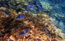 '바다가 끓는다'..바닷물 도 38도 이상으로 올라[스투/리포트] 