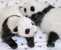 에버랜드, 쌍둥이 판다 이름 공모