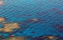 폭염이 산호초 아름다운 빛깔 빼앗다..'백화현상'