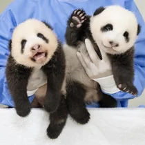 '쌍둥이 판다 이름짓기' 온라인 투표 개시...어떤 '바오'될까