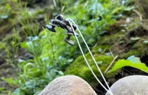 제 몸무게의 22배 무거운 짐 옮기는 탐사용 '곤충로봇' 개발