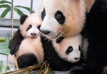 엄마 아이바오와 쌍둥이 판다 루이바오∙후이바오