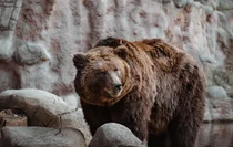 日 주택가 잦은 곰 출몰..