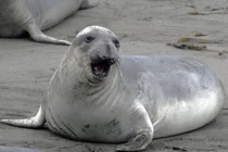 바다표범이 남극 해저 지도를 만든다(?)