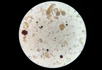 [COP28]“기후 변화 정책 테이블에 미생물 포함시켜라”