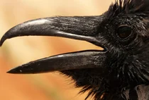 사람과 새 공존할 수 '없다'(?)..인간활동으로 1500종 조류 멸종