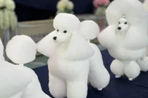 한국애견협회, 2024년도 1회 반려견스타일리스트 자격시험 시행