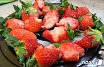 딸기 한 입씩 베어먹고 환불 요구한 손님