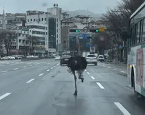 아프리카? 성남 도로서 버스와 나란히 달린 타조