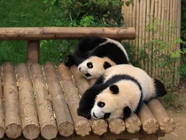 폭풍 성장 쌍둥이 아기판다 루이바오·후이바오