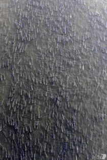 포항 형산강 뒤덮은 수만마리 숭어떼..입 떡벌어지는 장관