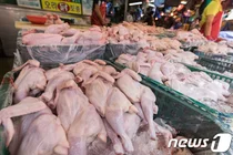 아프리카 돼지열병에 닭고기 '반사익' 기대..마니커 7%대 치솟아