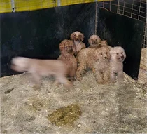 새끼 보는 데서 어미개를...동물 잔인하게 죽이면 최대 징역 3년 