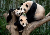 에버랜드, '바오패밀리 생일 파티' 7월 개최