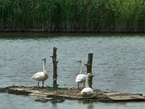 에버랜드, 큰고니 가족 야생 방사 프로젝트 추진
