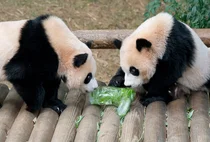 '쌍둥이 판다' 루이바오 후이바이 돌잔치 열려