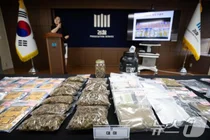 대마 가족? 엄마가 키우고 아빠와 아들이 판매