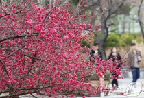 20도 넘보는 낮 최고 기온..수도권, 미세먼지 비상저감조치