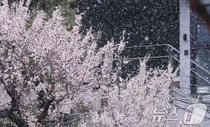 벚꽃 피었는데 눈보라 폭풍..2025년 봄 왜 이래