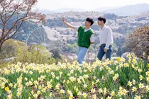 에버랜드, 매화ᆞ벚꽃ᆞ튤립 등 봄꽃 만발