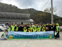 NH농협은행, 자매결연 마을 배추농가 일손돕기 봉사