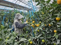 2025년산 제주 감귤 첫 출하…작년보다 3일 늦어