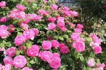 에버랜드, 자체개발 정원 장미 국내 첫 일본 진출