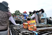 농심, '너구리' 넣을 완도 햇다시마 490톤 구매