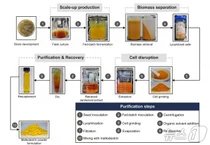 눈에 좋다는 루테인, 가격 확 떨어질까..KAIST, 대량생산 미생물 균주 개발