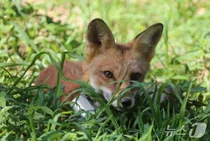 멸종위기 1급 '붉은여우' 소백산에 30마리 푼다