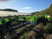 NH농협은행 리스크관리부문, 농촌일손돕기 실시