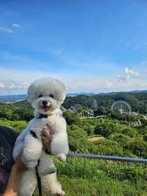 에버랜드, 반려견과 '가을을 함께하개' 이벤트 진행