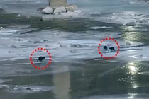 ‘오염 대명사’ 꼬리표 뗀 영풍 석포제련소... 낙동강에 수달 가족 돌아왔다