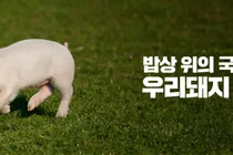 국산 돼지 '한돈' 투자증권 나온다