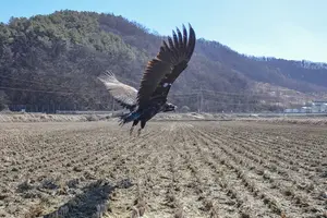 농약 먹고 죽어가던 독수리, 다시 창공으로